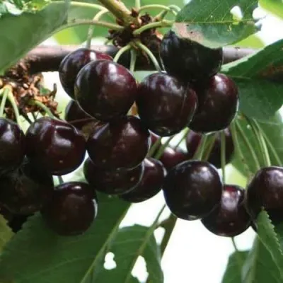 Черешня НАПОЛЕОН — описание сорта Черешня НАПОЛЕОН в Хабаровске