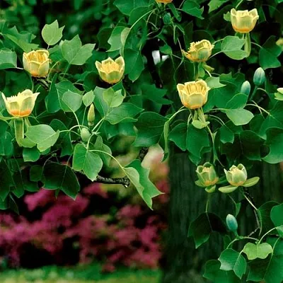 Лириодендрон   Лириодендрон  в Хабаровске