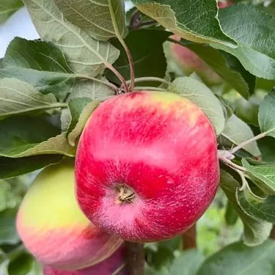 Яблоня АРБАТ колонновидная  Яблоня АРБАТ колонновидная в Хабаровске