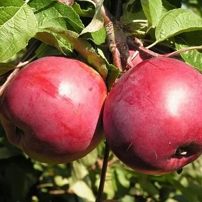 Яблоня ДАРУНАК  Яблоня ДАРУНАК в Хабаровске