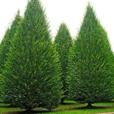 Граб   Граб  в Хабаровске