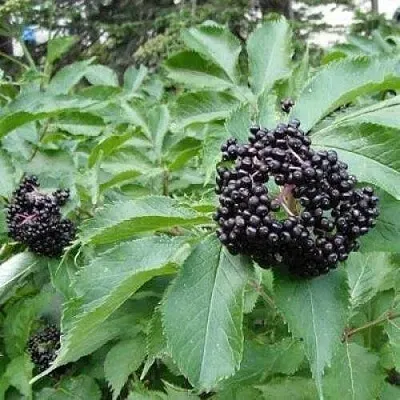 Бузина черная КЛАДЗЕЗЬ  Бузина черная КЛАДЗЕЗЬ в Хабаровске