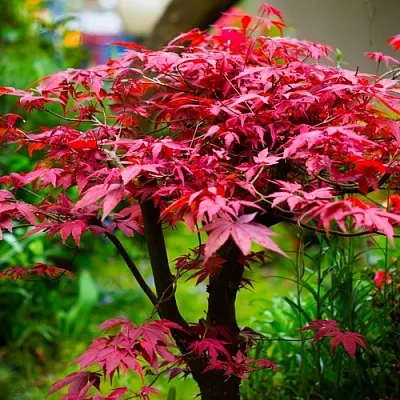 Клен дланевидный АТРОПУРПУРЕУМ  Клен дланевидный АТРОПУРПУРЕУМ в Хабаровске