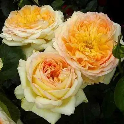 Саженцы роз АЛЬФОНС ДОДЕ чайно-гибридная  Саженцы роз АЛЬФОНС ДОДЕ чайно-гибридная в Хабаровске