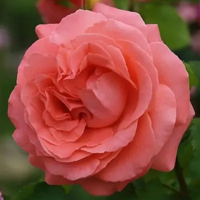 Саженцы роз ДИДИ БРИДЖУОТЕР плетистая  Саженцы роз ДИДИ БРИДЖУОТЕР плетистая в Хабаровске