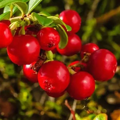 Брусника  Брусника в Хабаровске