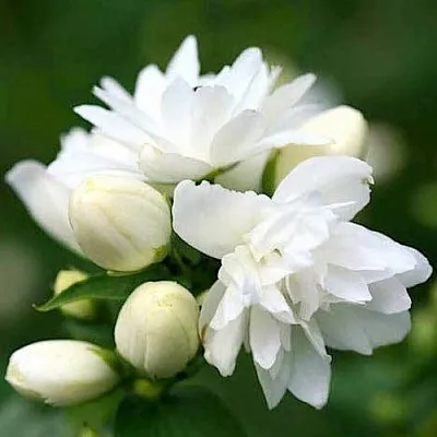 Жасмин ШНЕЕШТРУМ в Хабаровске