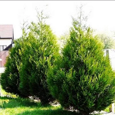 Туя АТРОВИРЕНС складчатая в Хабаровске