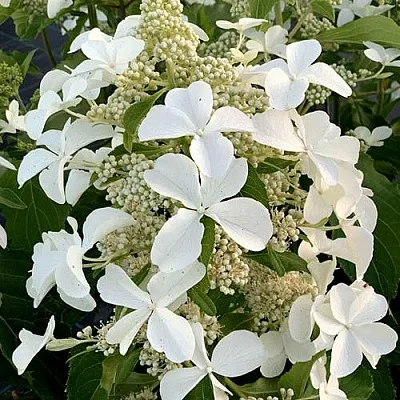 Гортензия ЛЕВАНА метельчатая  Гортензия ЛЕВАНА метельчатая в Хабаровске