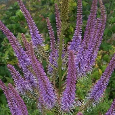 Вероникаструм ФАСЦИНЕЙШН в Хабаровске