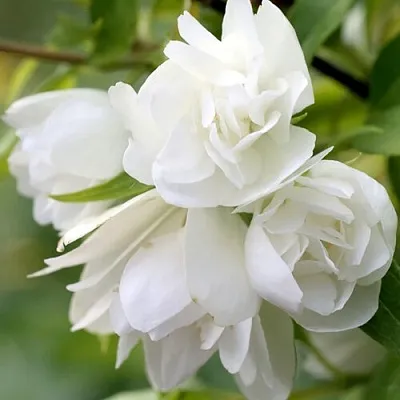 Жасмин МАНТО Д’ЭРМИН  Жасмин МАНТО Д’ЭРМИН в Хабаровске