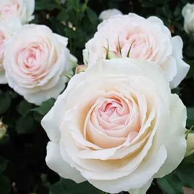 Саженцы роз ПАЛЕ РОЯЛЬ плетистая  Саженцы роз ПАЛЕ РОЯЛЬ плетистая в Хабаровске