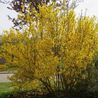 Форзиция КАМСОН промежуточная  Форзиция КАМСОН промежуточная в Хабаровске