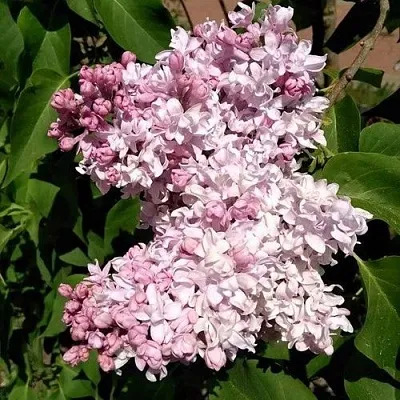 Сирень МИЛОСЕРДИЕ  Сирень МИЛОСЕРДИЕ в Хабаровске