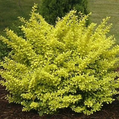 Барбарис АУРЕА тунберга  Барбарис АУРЕА тунберга в Хабаровске