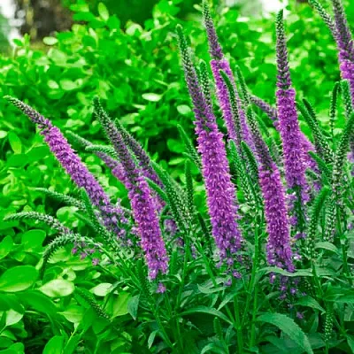 Вероника ФЕСТ МАТЧ длиннолистная в Хабаровске