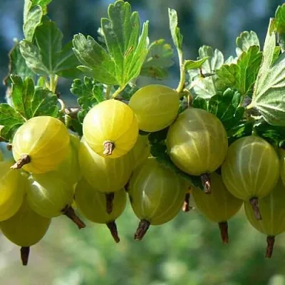 Крыжовник ХИННОНМАЙНЕН КЕЛЬТАЙНЕН  Крыжовник ХИННОНМАЙНЕН КЕЛЬТАЙНЕН в Хабаровске