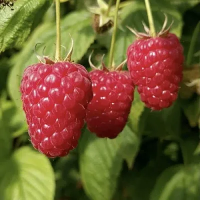 Малина МАПЕМА   Малина МАПЕМА  в Хабаровске