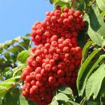 Рябина НЕВЕЖИНСКАЯ сладкоплодная — описание сорта Рябина НЕВЕЖИНСКАЯ сладкоплодная в Хабаровске