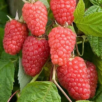 Малина КАСКАД ДЕЛАЙТ  Малина КАСКАД ДЕЛАЙТ в Хабаровске