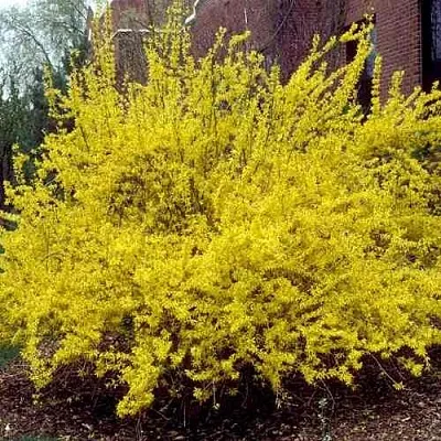 Форзиция ТАРАНДТ промежуточная  Форзиция ТАРАНДТ промежуточная в Хабаровске