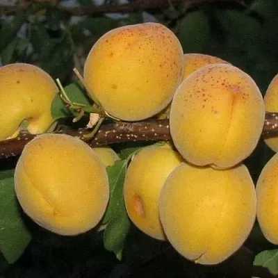 Абрикос ДЕСЕРТНЫЙ ГОЛУБЕВА в Хабаровске