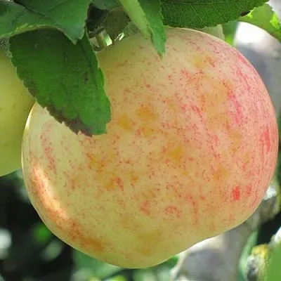 Яблоня ЛЕТНЕЕ СЛАДКОЕ  Яблоня ЛЕТНЕЕ СЛАДКОЕ в Хабаровске