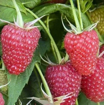 Малина ЕВРАЗИЯ  Малина ЕВРАЗИЯ в Хабаровске