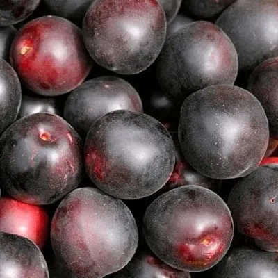 Абрикос ЧЕРНЫЙ ПРИНЦ в Хабаровске