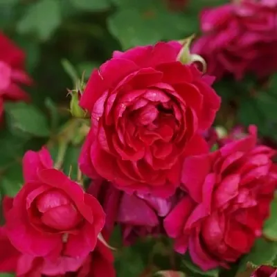 Саженцы роз КВАДРА плетистая  Саженцы роз КВАДРА плетистая в Хабаровске