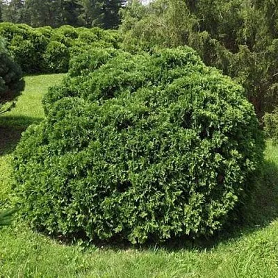 Туя УМБРАКУЛИФЕРА западная в Хабаровске