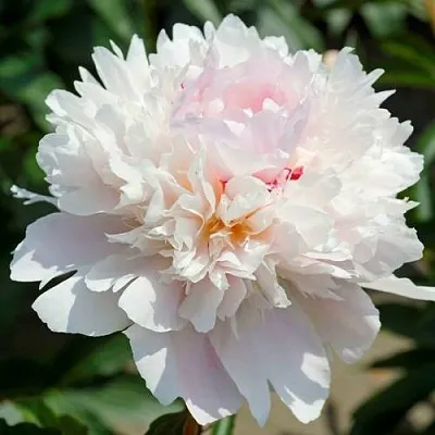 Пион АЛЕРТИ травянистый  Пион АЛЕРТИ травянистый в Хабаровске