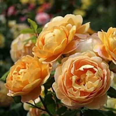 Саженцы роз ГОЛДЕН СЕЛЕБРЕЙШЕН английская  Саженцы роз ГОЛДЕН СЕЛЕБРЕЙШЕН английская в Хабаровске