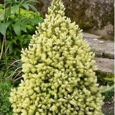 Ель МАЙГОЛД колючая в Хабаровске