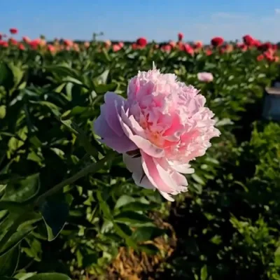 Пион ИМПЕРАТОРСКАЯ НАЛОЖНИЦА древовидный в Хабаровске