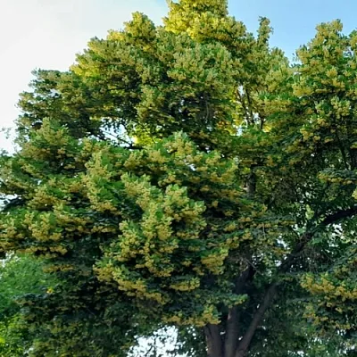 Липа  Липа в Хабаровске