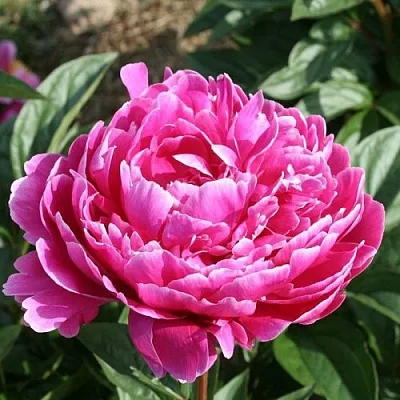 Пион СЕБАСТЬЯН МААС травянистый  Пион СЕБАСТЬЯН МААС травянистый в Хабаровске