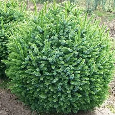 Ель НАНА сербская в Хабаровске