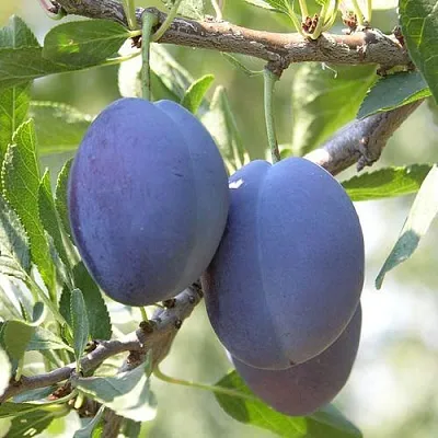 Слива СТЭНЛИ  Слива СТЭНЛИ в Хабаровске