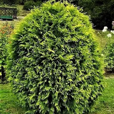 Туя ТИП ТОП западная в Хабаровске