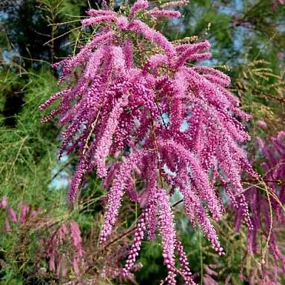 Тамарикс ПИНК КАСКАД  Тамарикс ПИНК КАСКАД в Хабаровске