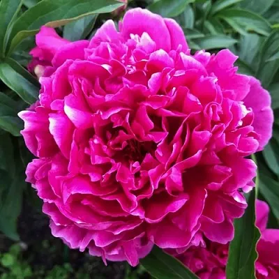 Пион КАРЛ РОЗЕНФЕЛЬД травянистый  Пион КАРЛ РОЗЕНФЕЛЬД травянистый в Хабаровске