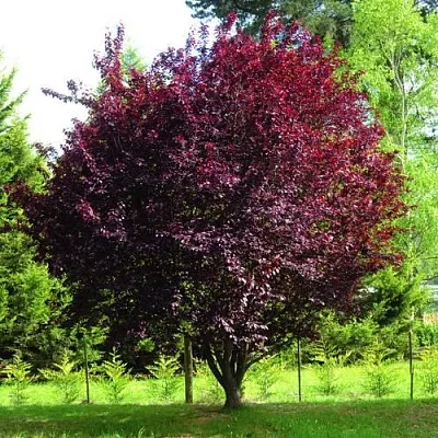 Слива НИГРА растопыреная   Слива НИГРА растопыреная  в Хабаровске