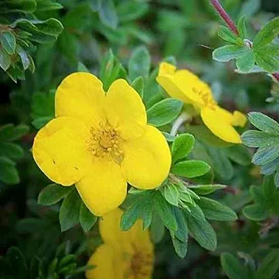 Лапчатка ГОЛДСТАР кустарниковая  Лапчатка ГОЛДСТАР кустарниковая в Хабаровске