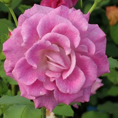 Саженцы роз ВИОЛЕТТА чайно-гибридная  Саженцы роз ВИОЛЕТТА чайно-гибридная в Хабаровске