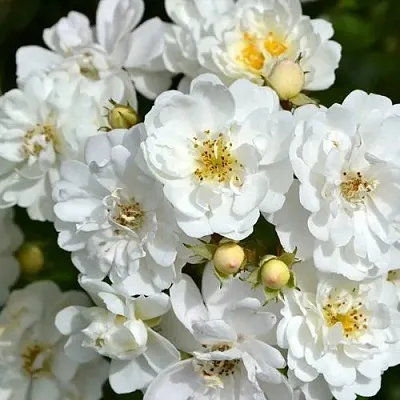 Саженцы роз ГИРЛЯНДА ДЕ АМУР мускусная  Саженцы роз ГИРЛЯНДА ДЕ АМУР мускусная в Хабаровске