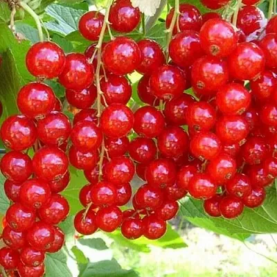 Смородина красная ФЕРТОДИ  Смородина красная ФЕРТОДИ в Хабаровске