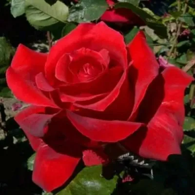 Саженцы роз КРАСНАЯ МАГИЯ чайно-гибридная — описание сорта Саженцы роз КРАСНАЯ МАГИЯ чайно-гибридная в Хабаровске