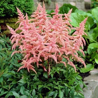 Астильба БРЕССИНГЕМ БЬЮТИ Арендса в Хабаровске