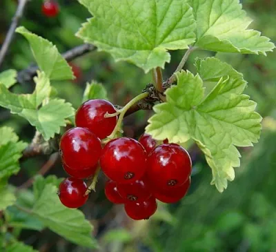 Смородина альпийская ШМИДТ в Хабаровске